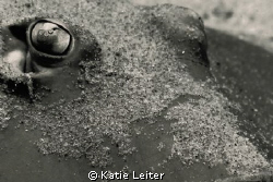 Close-up of ray eye. Taken in the Gold Coast Seaway. 2010. by Katie Leiter 
